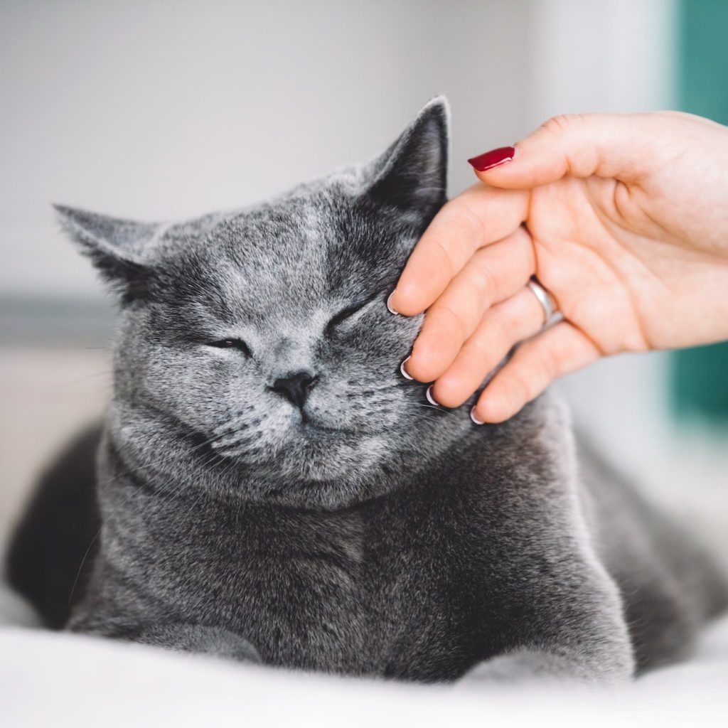 British shorthair cat stroked by a woman