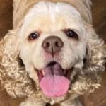 Wags 2 Whiskers Pet Sitting St. Petersburg