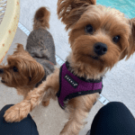 Pet-Photos_0000_Layer-5