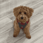 Pet-Photos_0003_Layer-2