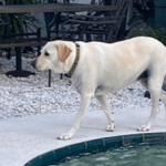 Pet-Photos_0004_Layer-1