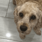 Pet-Photos_0005_Background